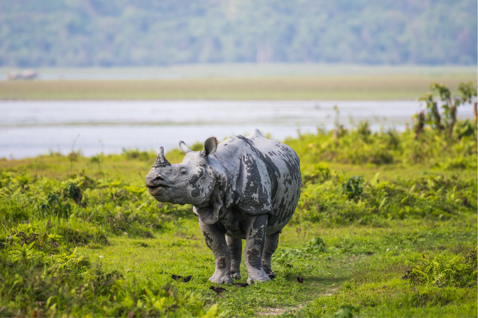 Kaziranga